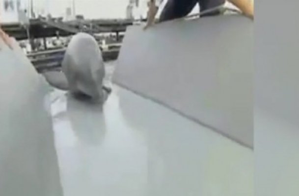 Delfinii de luptă ai SUA, trimişi în Marea Neagră